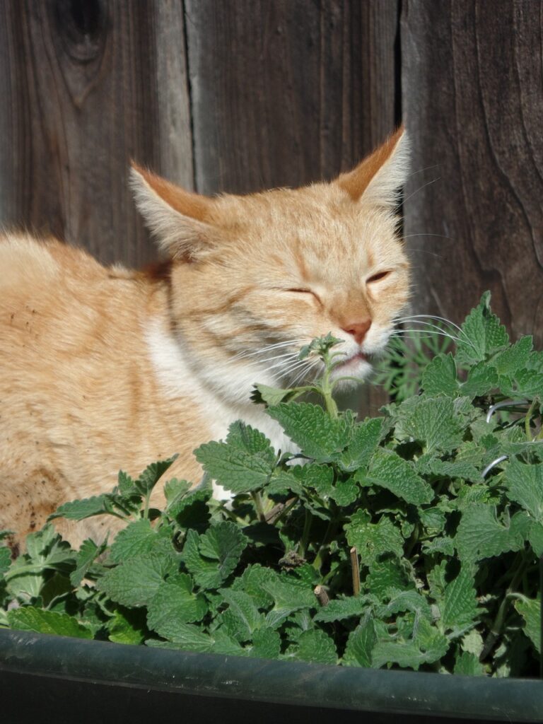 CatNip: Maconha para gatos